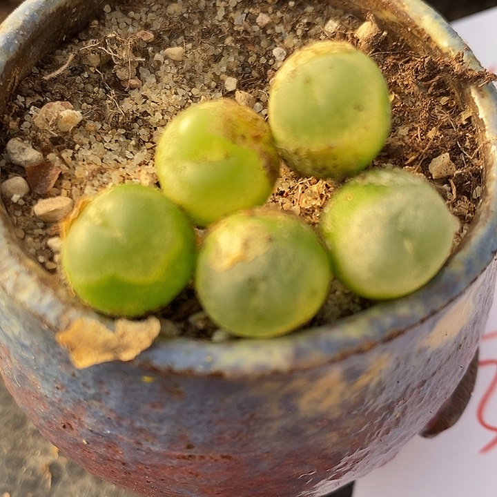 815福利拉登一颗。    