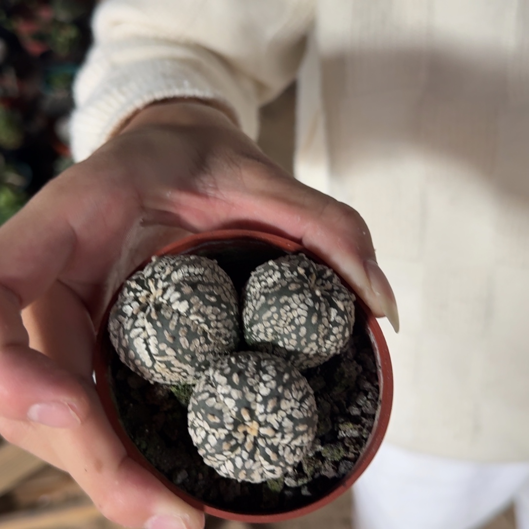 三头实生浓白超兜