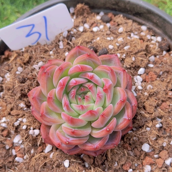 健健康康平平安安多肉