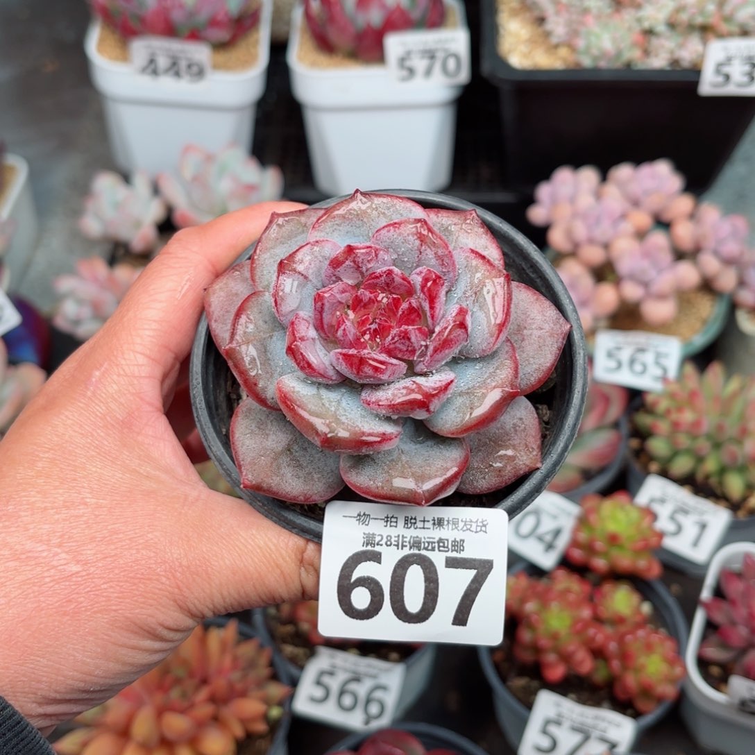 猩红之月无盆土发货