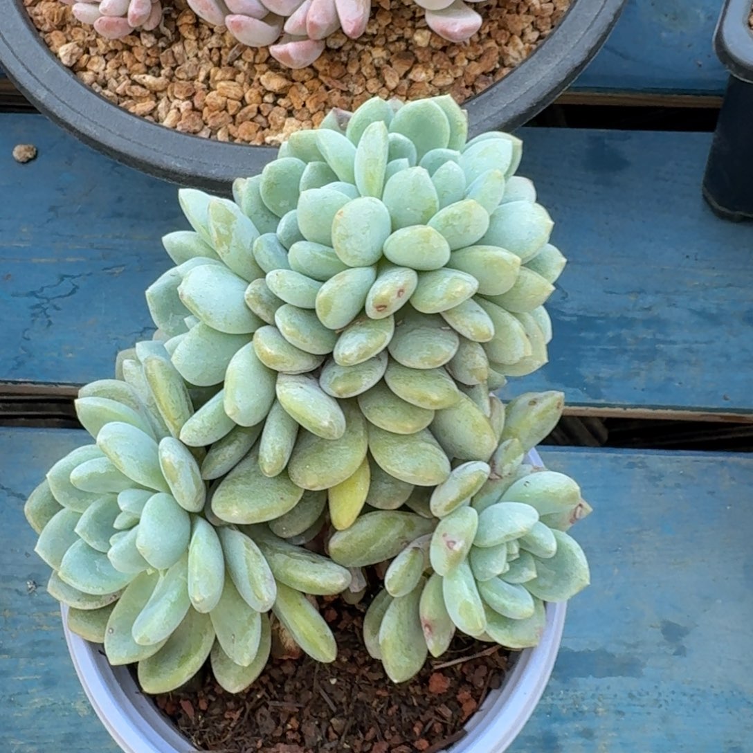 冰橙朵朵树一物一拍