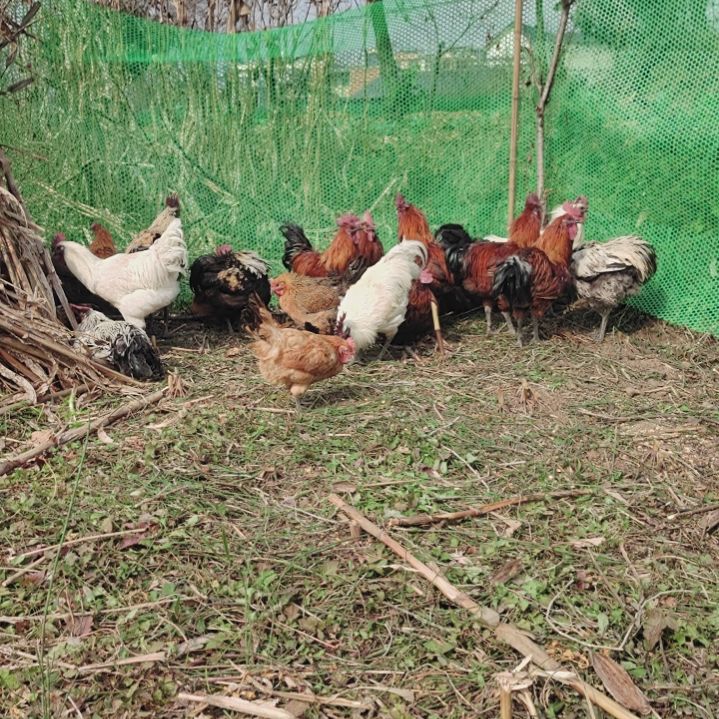 土鸡中国大陆散养土鸡