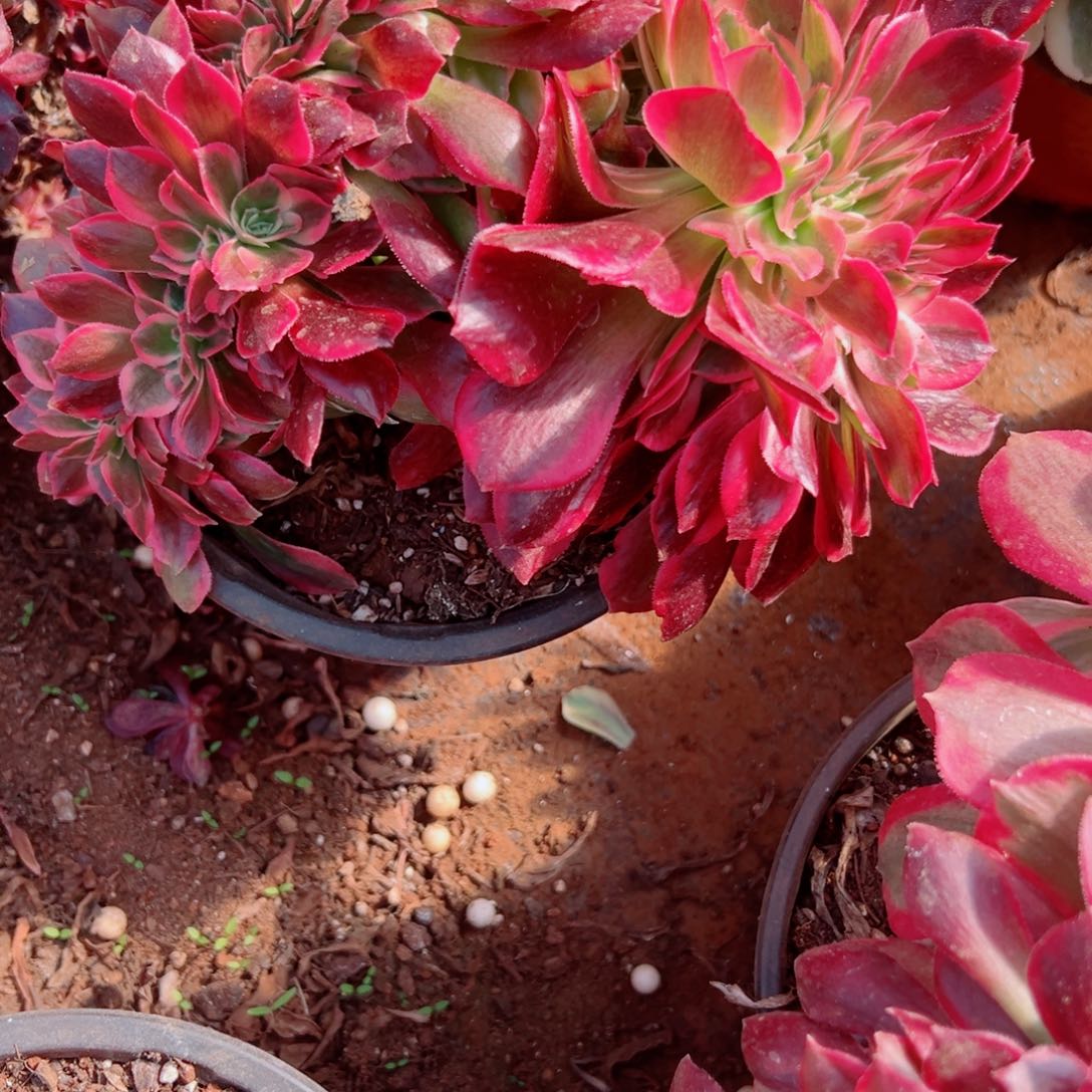 我3495 号多肉法师新年福利