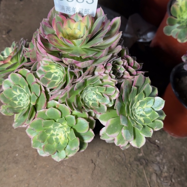 8983海王多肉植物