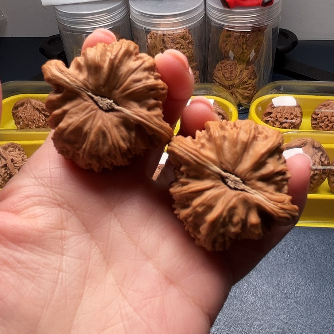 核桃43尺寸白狮子