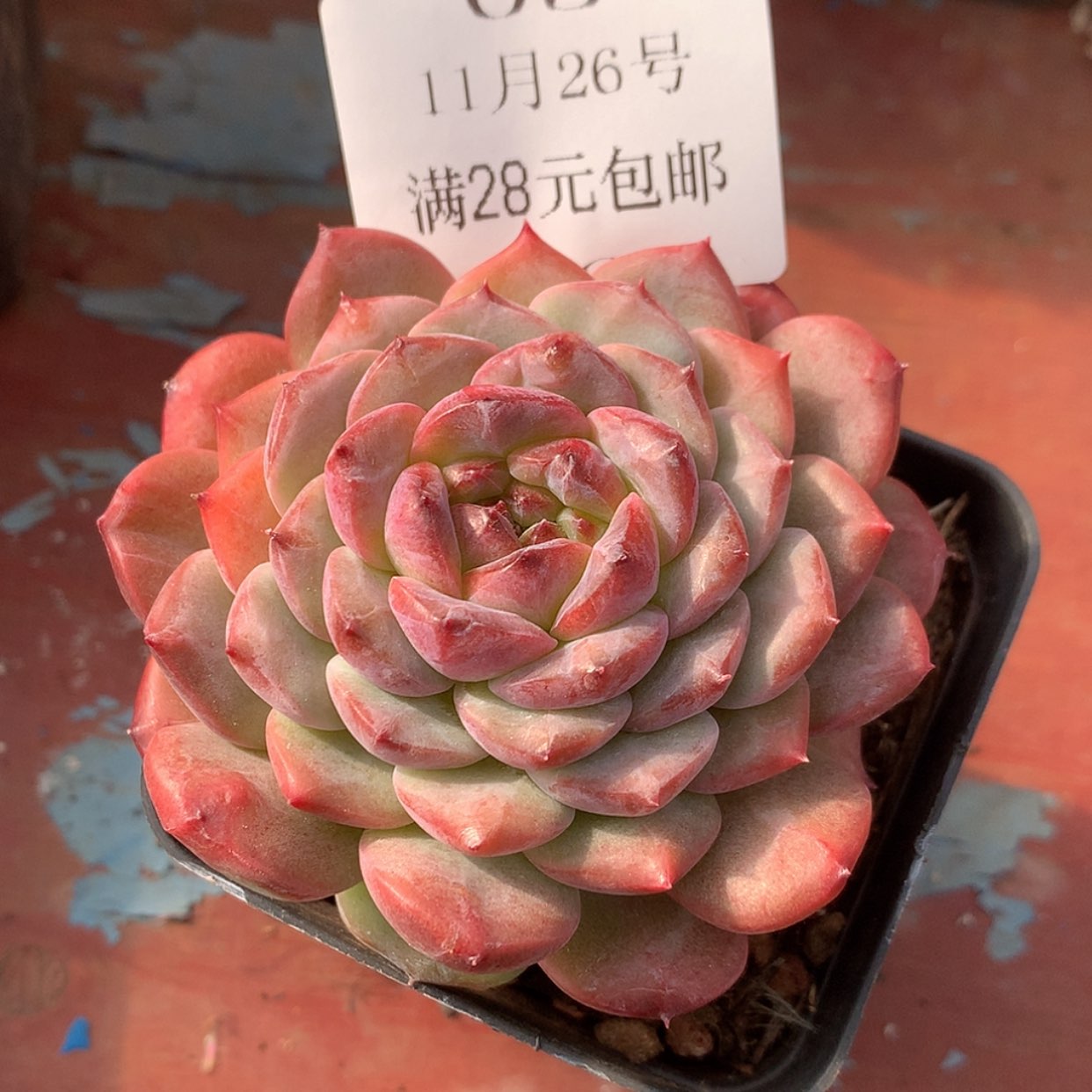 【闪购商品】云05号