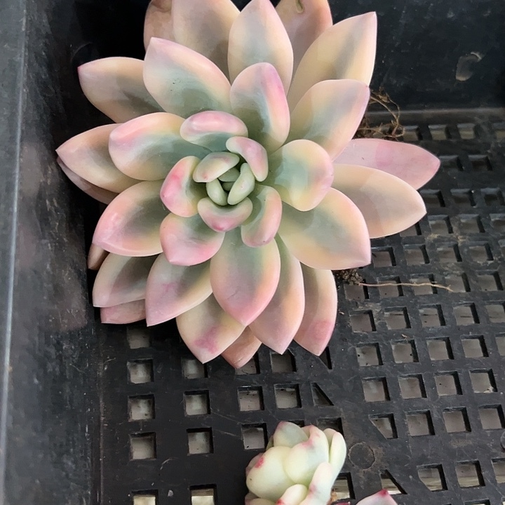 每***上奥普锦多肉植物单头