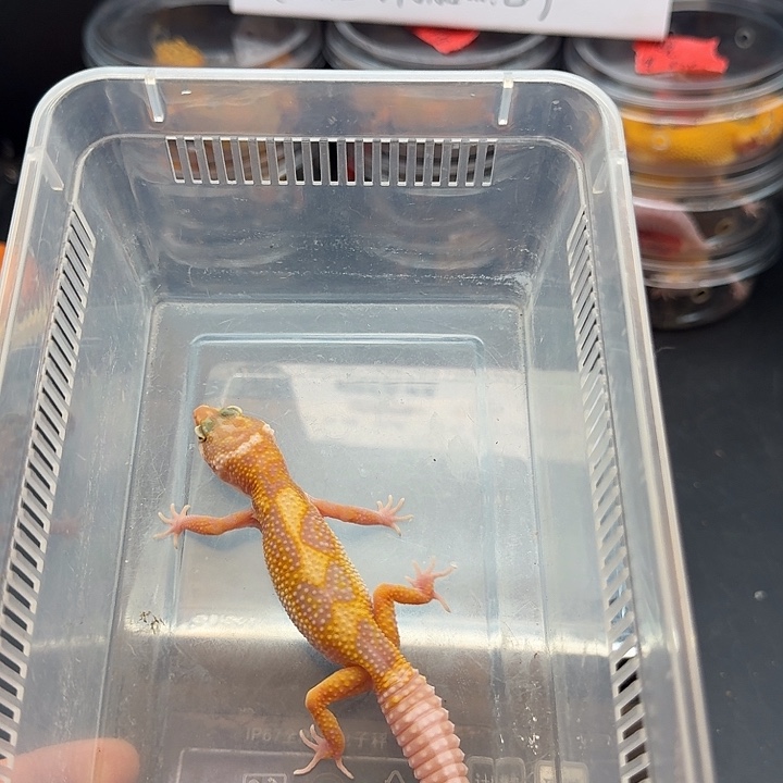 豹纹守宫蜡笔妹妹