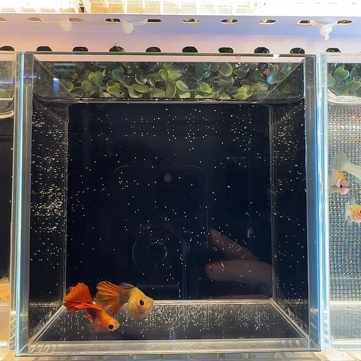 孔雀鱼红礼服球一对