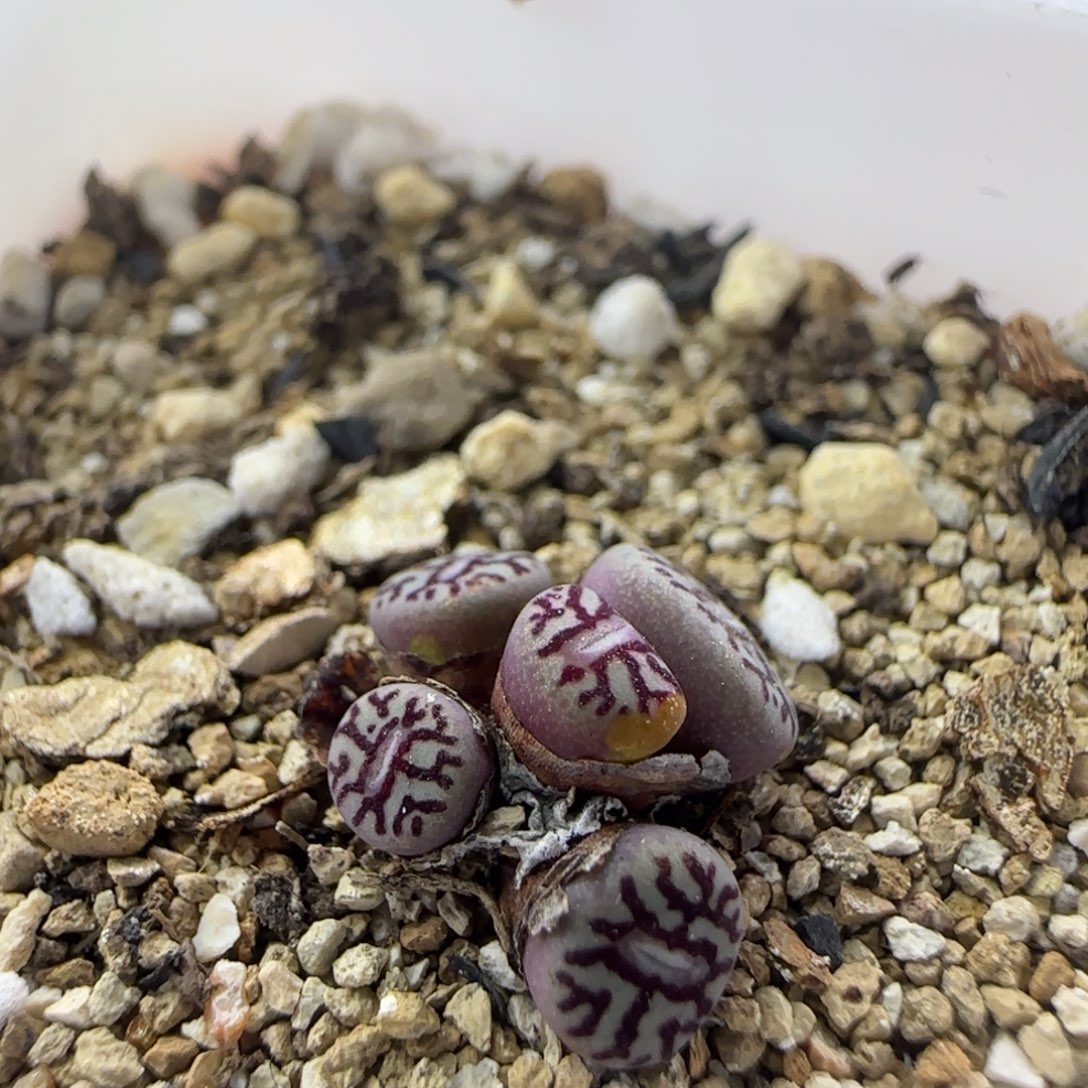 2.16.26/超墨r'r714