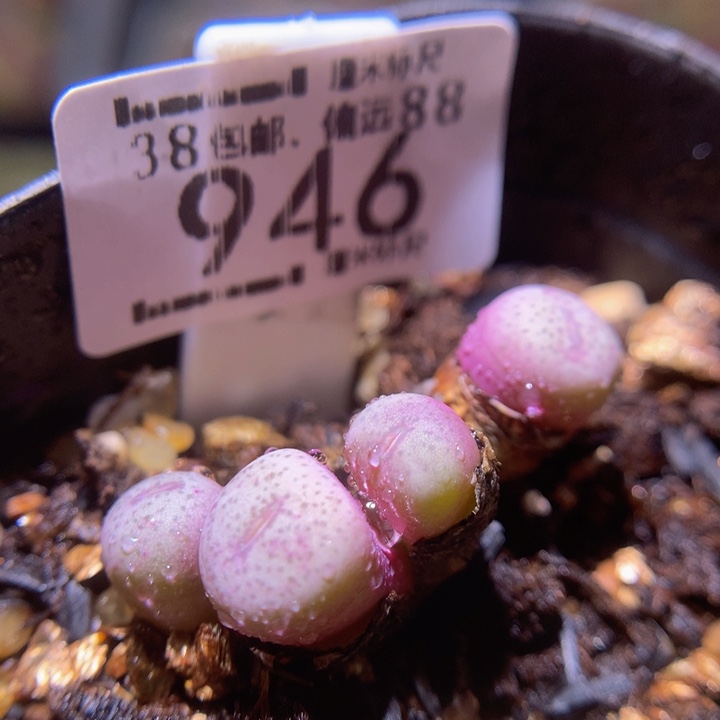 Sss精品生石花946