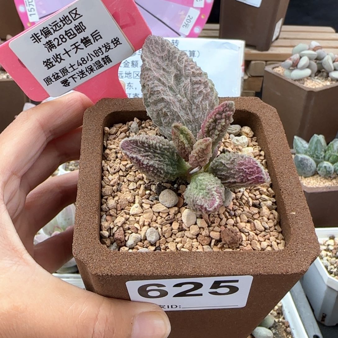 兔****爱625苍龙补差多肉