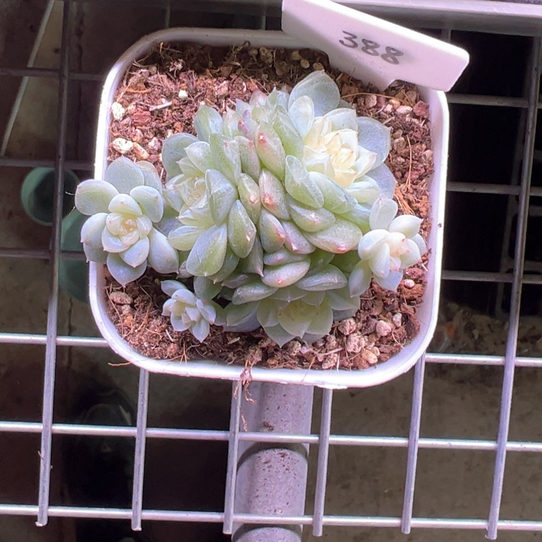 老***刘388号泼天富贵，晗雨