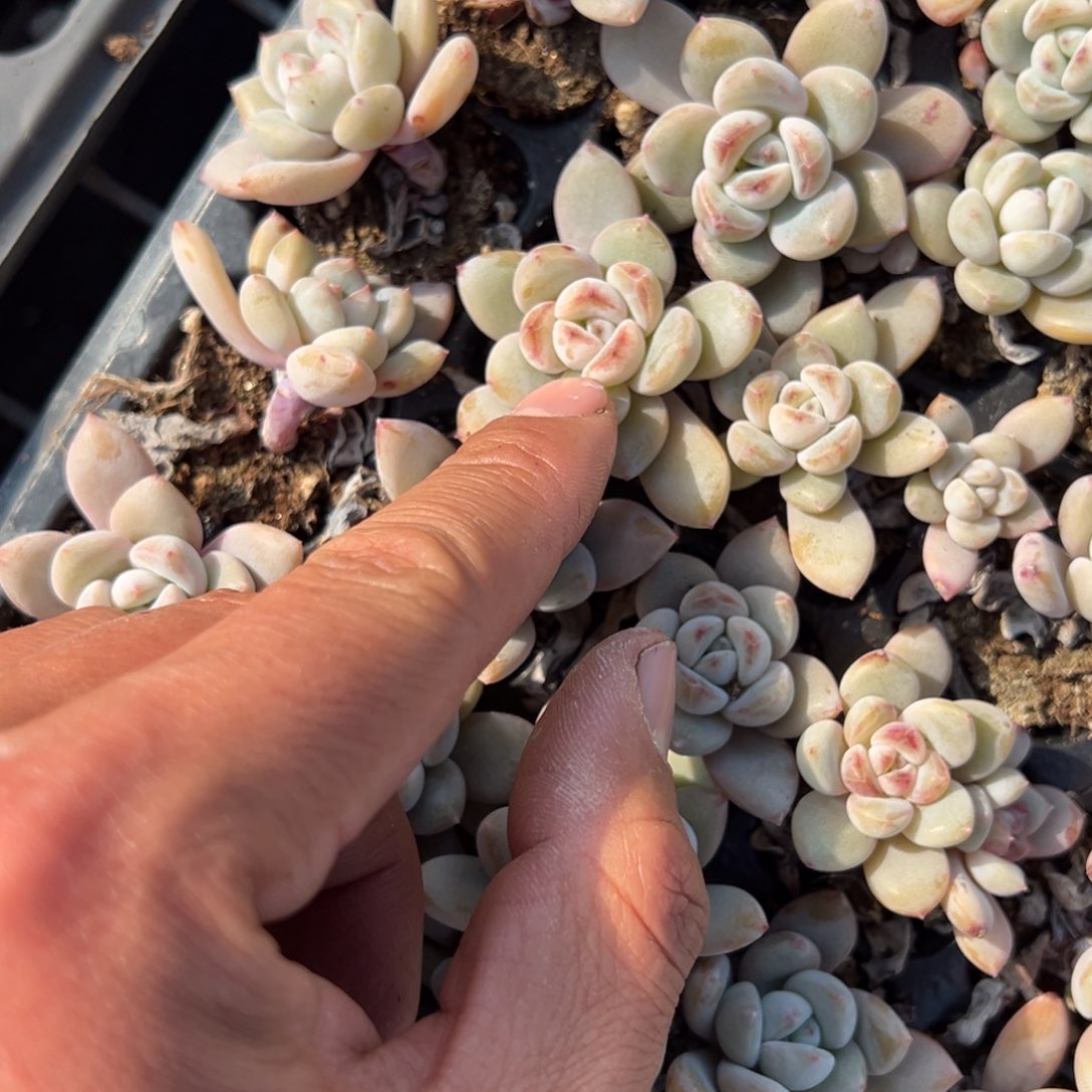 星星雪5颗量拍多肉满9.9包邮下午发