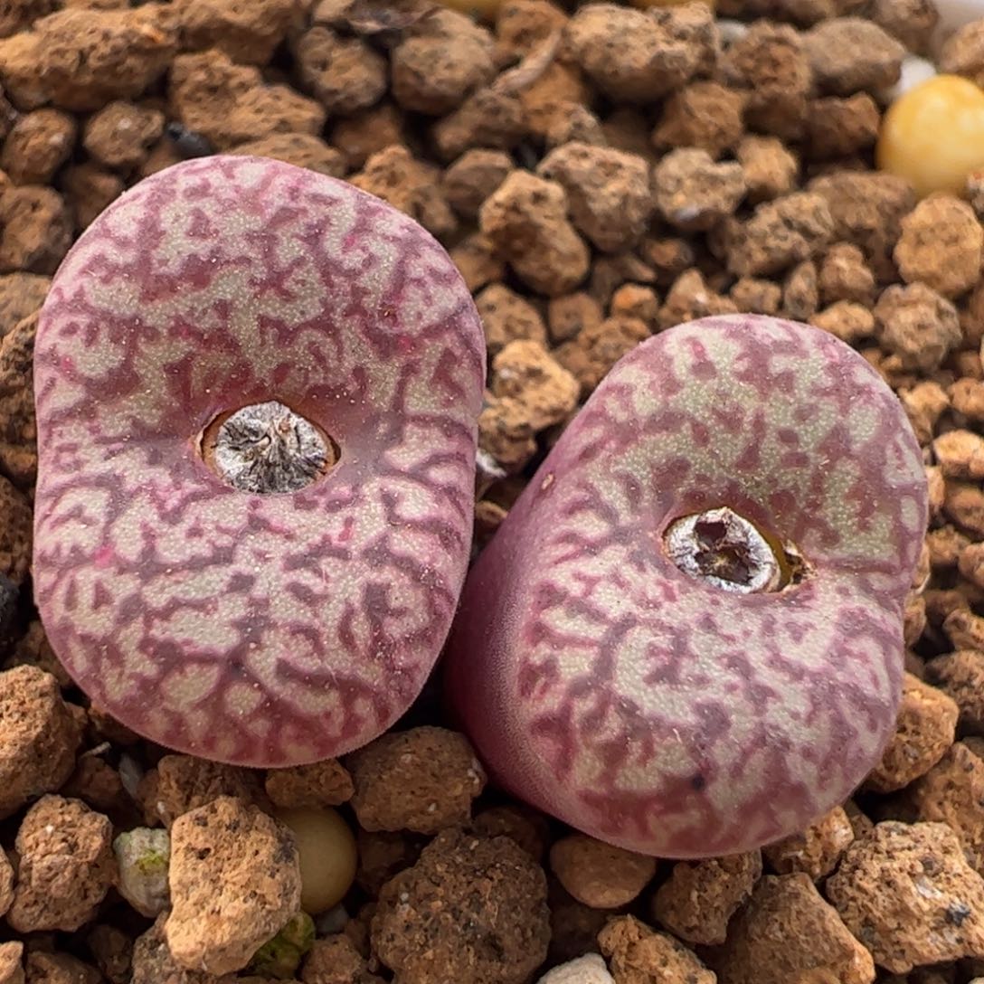 密纹墨多肉植物百科