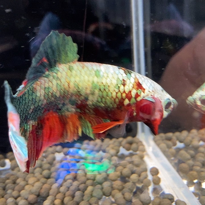 斗鱼黑239号巨斗将军