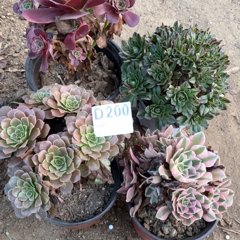 200四颗法师多肉植物