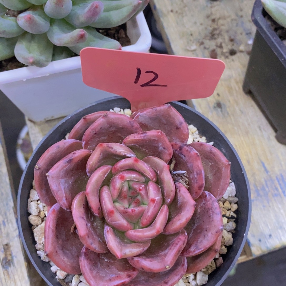 开心多肉，最后一场