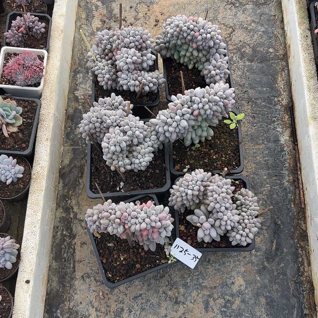 1125-35汤圆缀随机多肉