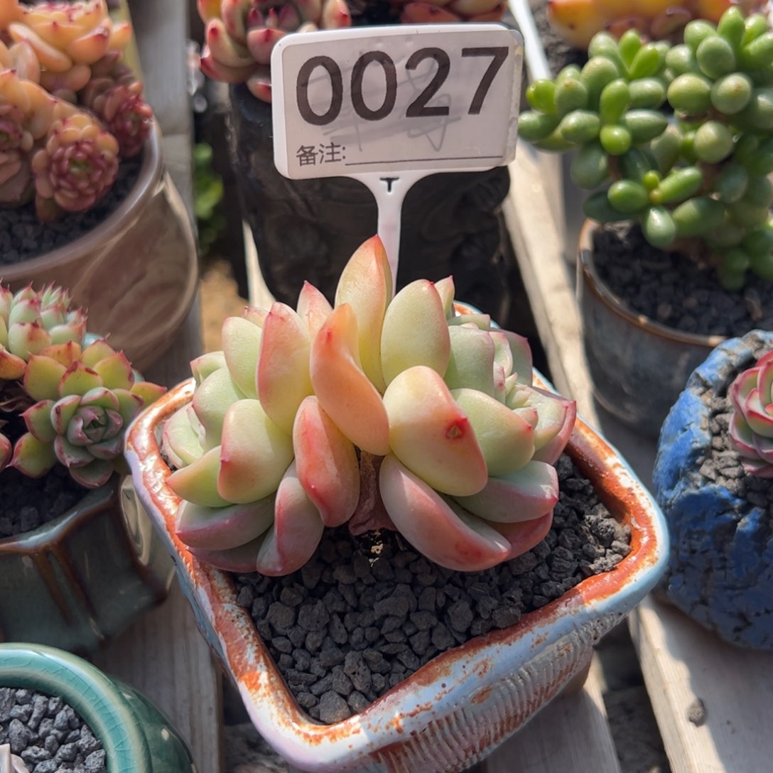 多肉植物双头泡芙