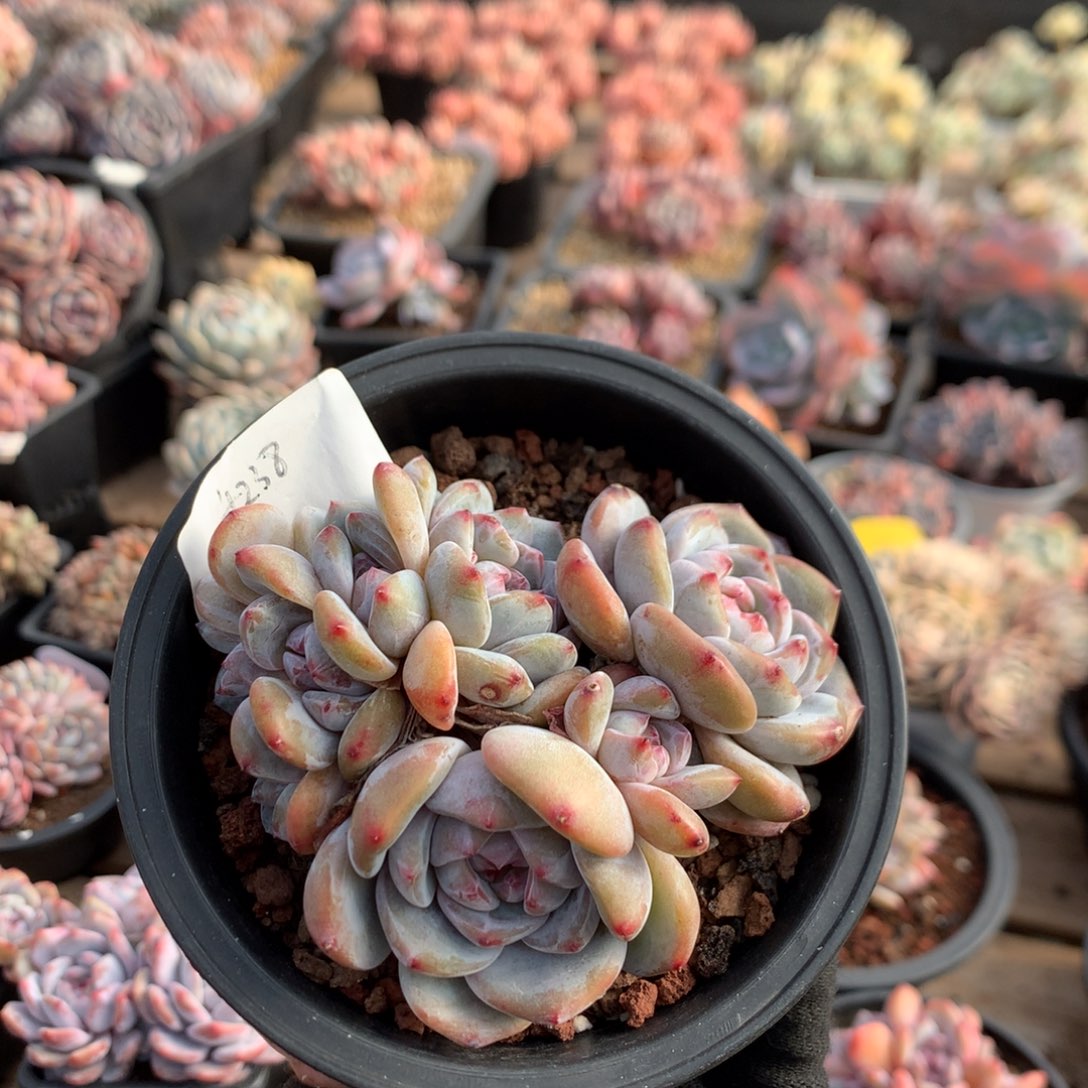 9.5厘米七头有砍石榴籽朵朵 4238