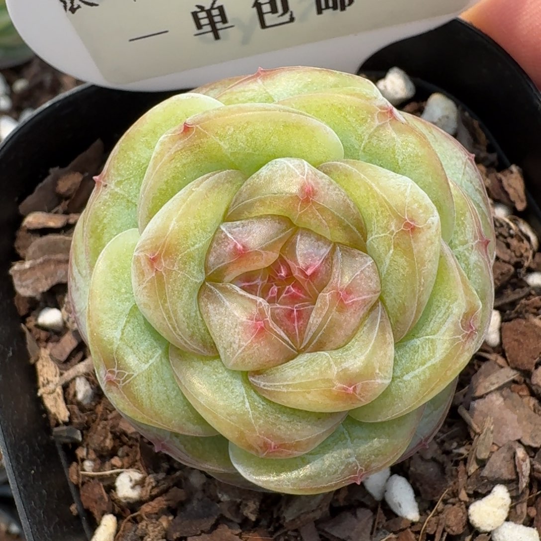 0223-芳草四单头