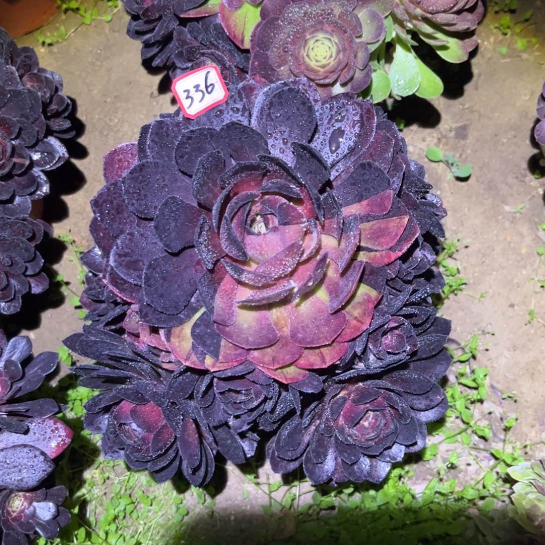 336多肉植物花花公子