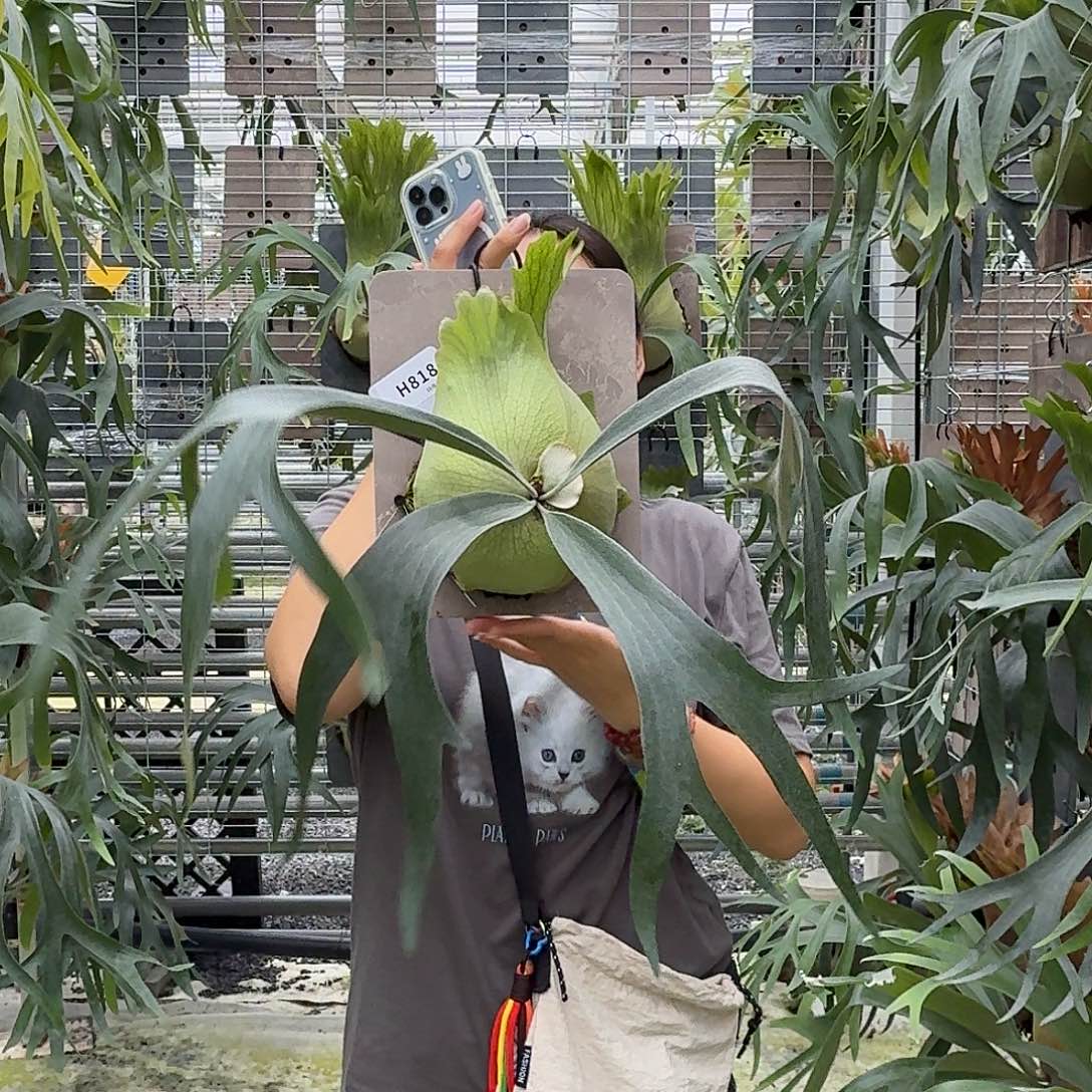 不开花植物H818-千手观音鹿角蕨小