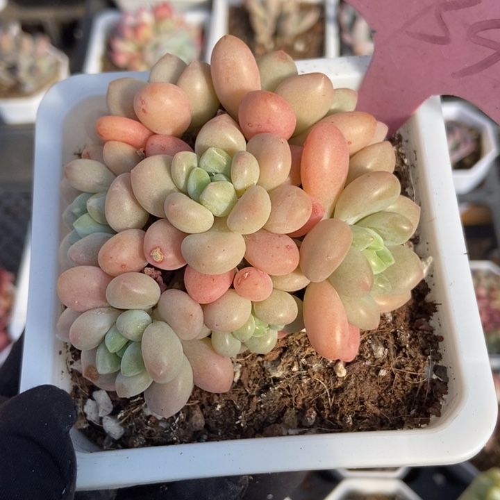 939洛可可多肉植物保护