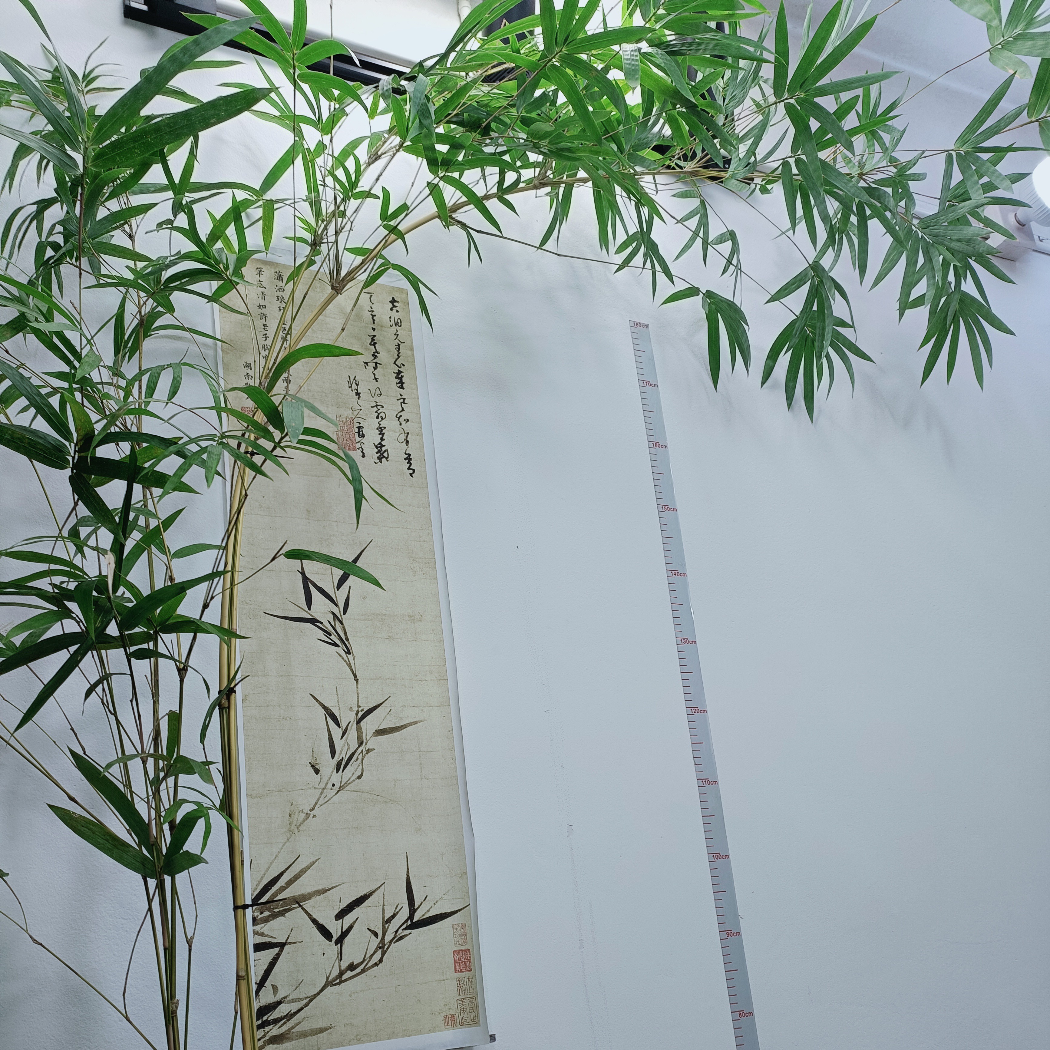 琴丝竹，竹杆镶琴丝艺，优雅飘逸基地盆发货！