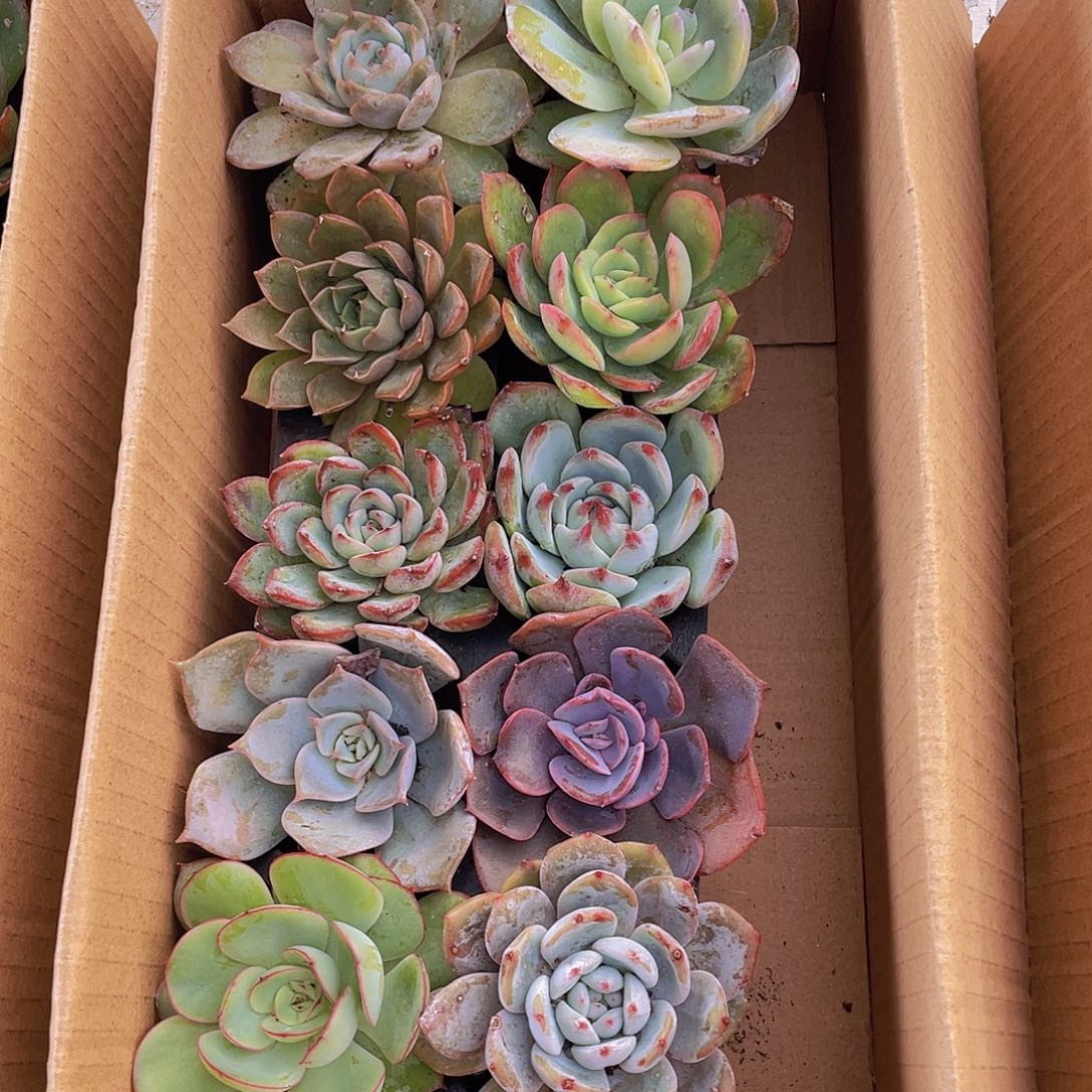 10颗-2号约4-6厘米