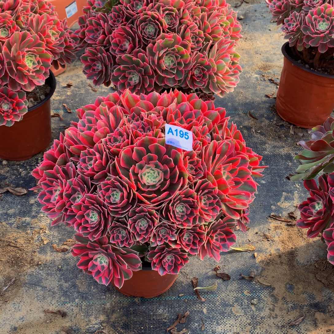 卉*多肉植物195女妖8888888