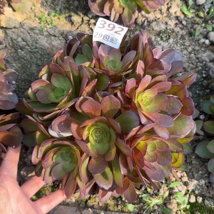 黑魔……多肉植物……