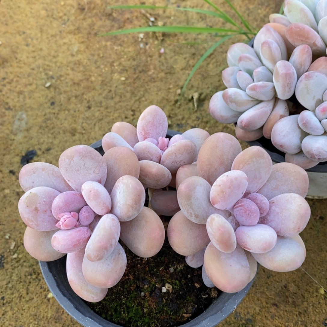 一物一拍多肉植物满38包邮