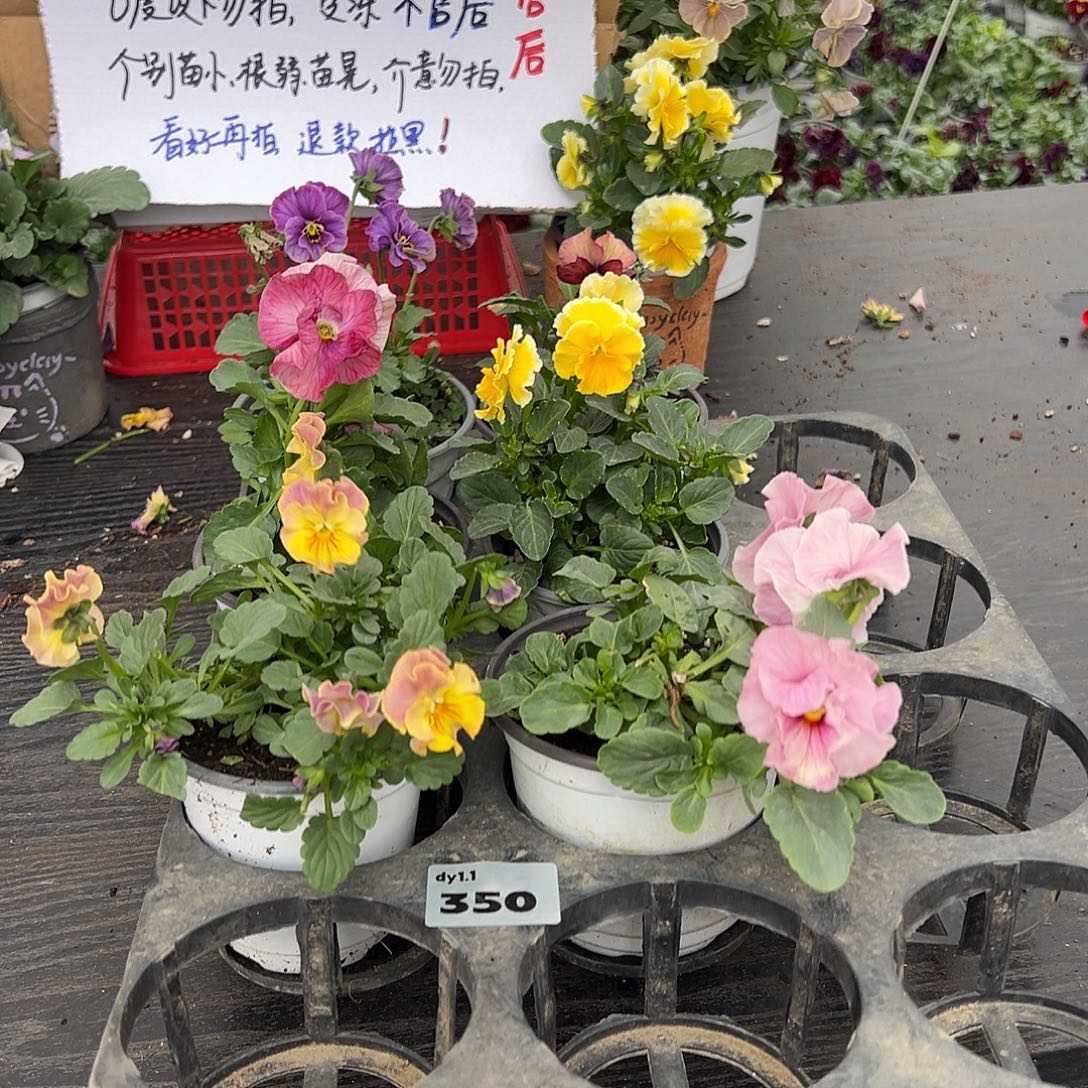 大部分花苞少量开放350号