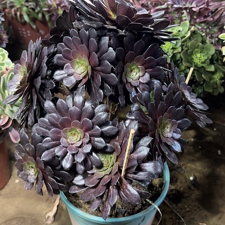 多肉植物法师黑铜壶41