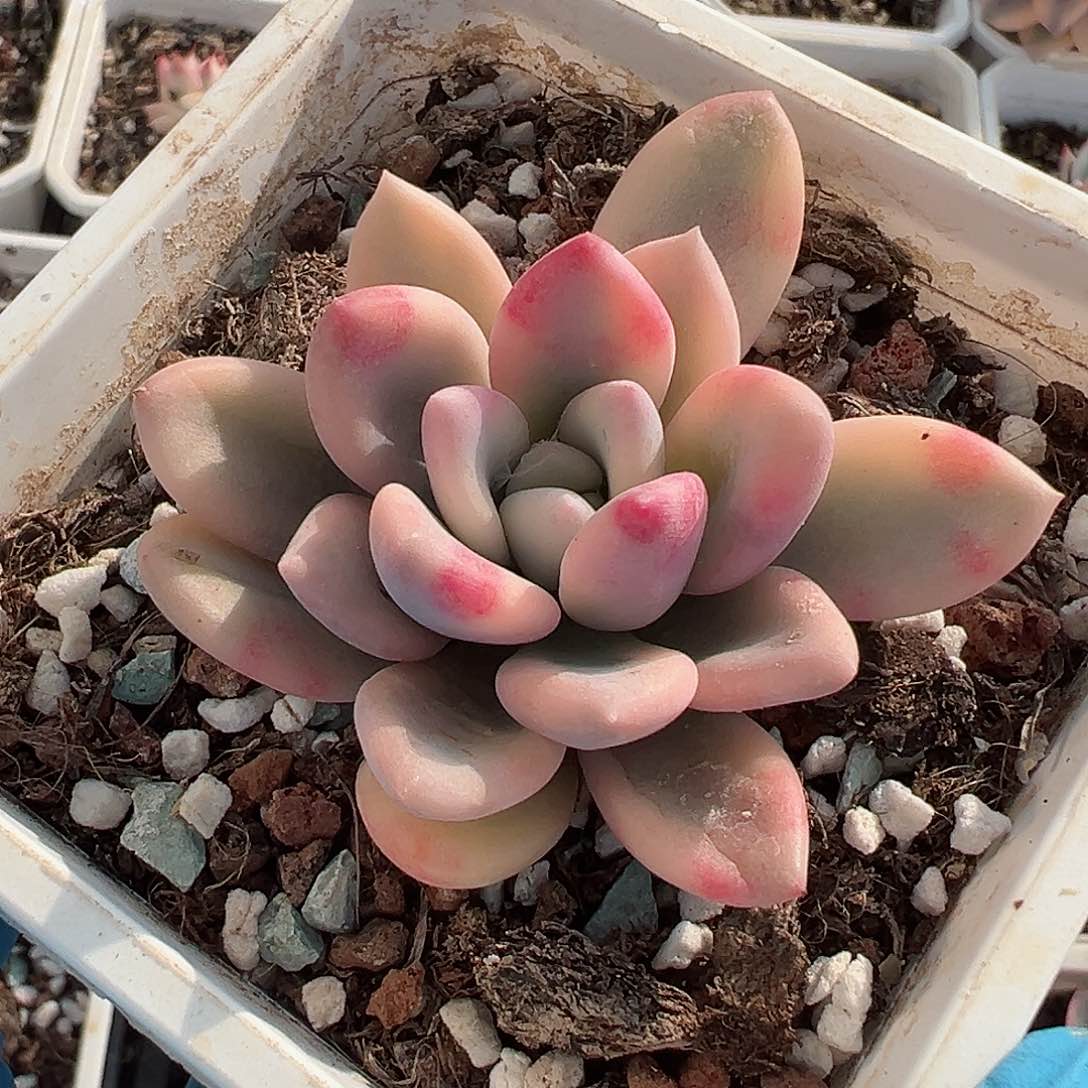 奥普琳娜锦，覆轮锦