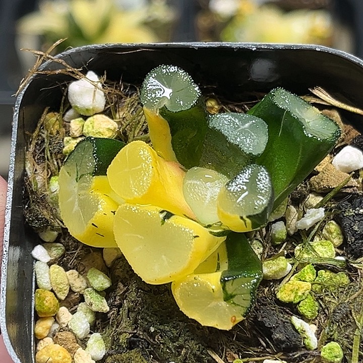 18玉龙万象锦头家多肉十二卷