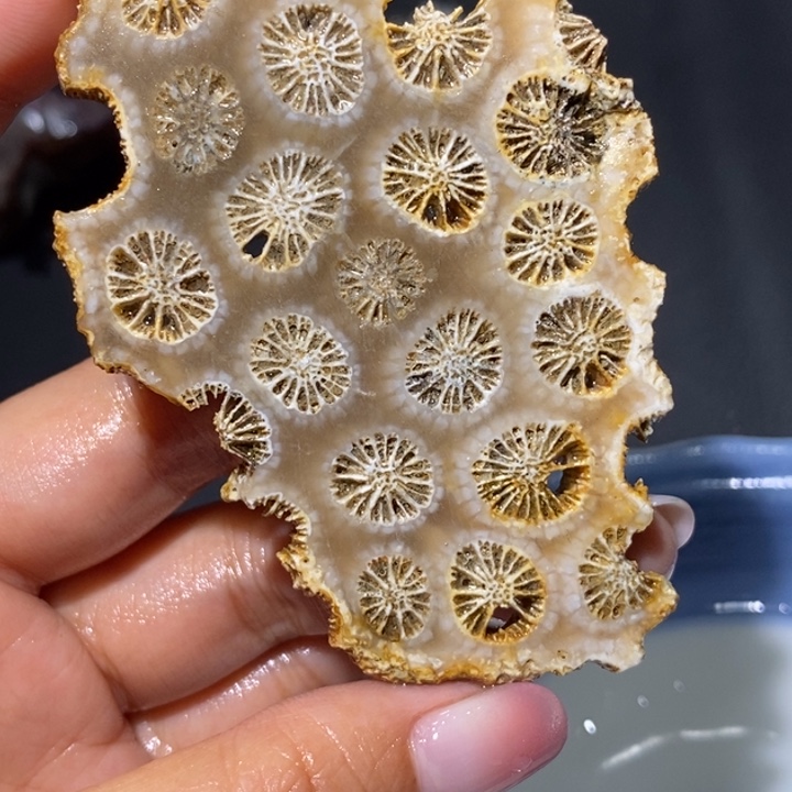 【闪购商品】未镶嵌珊瑚玉硅化玉包抛光