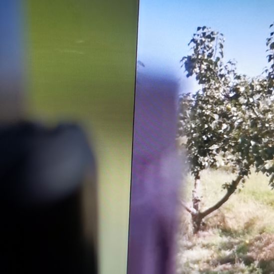 白梨正宗京白梨，白虎涧正宗，口感纯正，香甜可口，老少皆宜