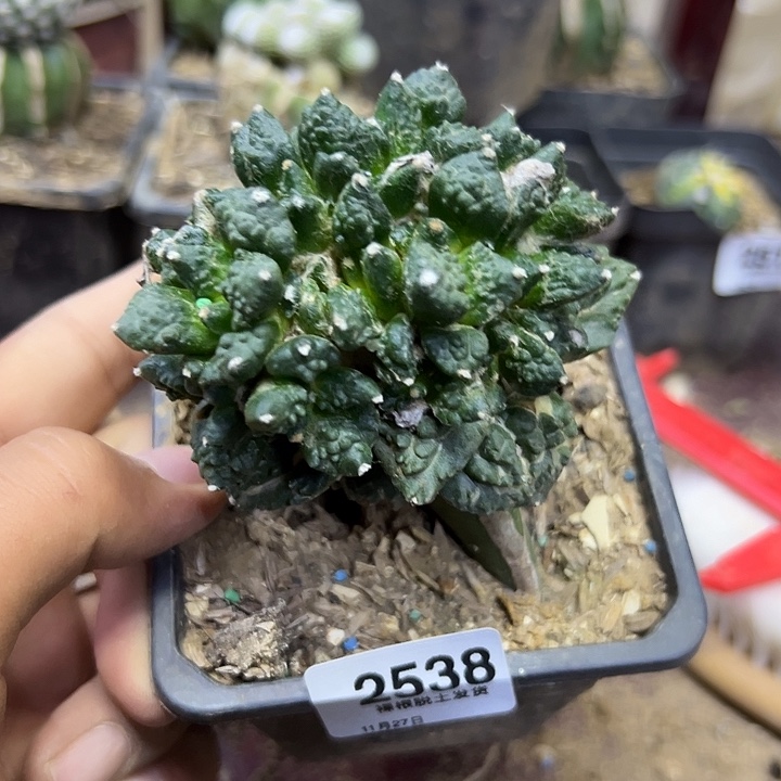 2538号三角嫁接牡丹