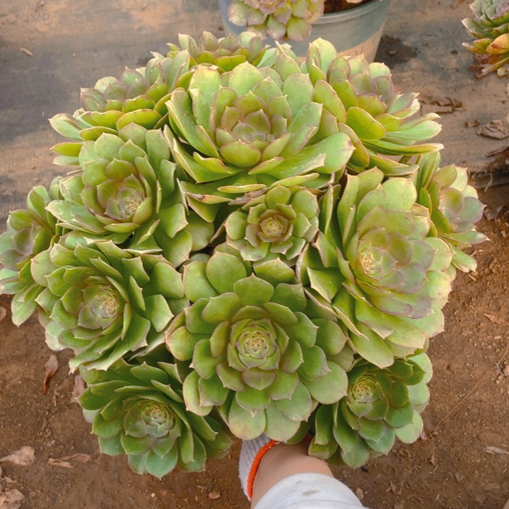 76万法师多肉断枝不售后