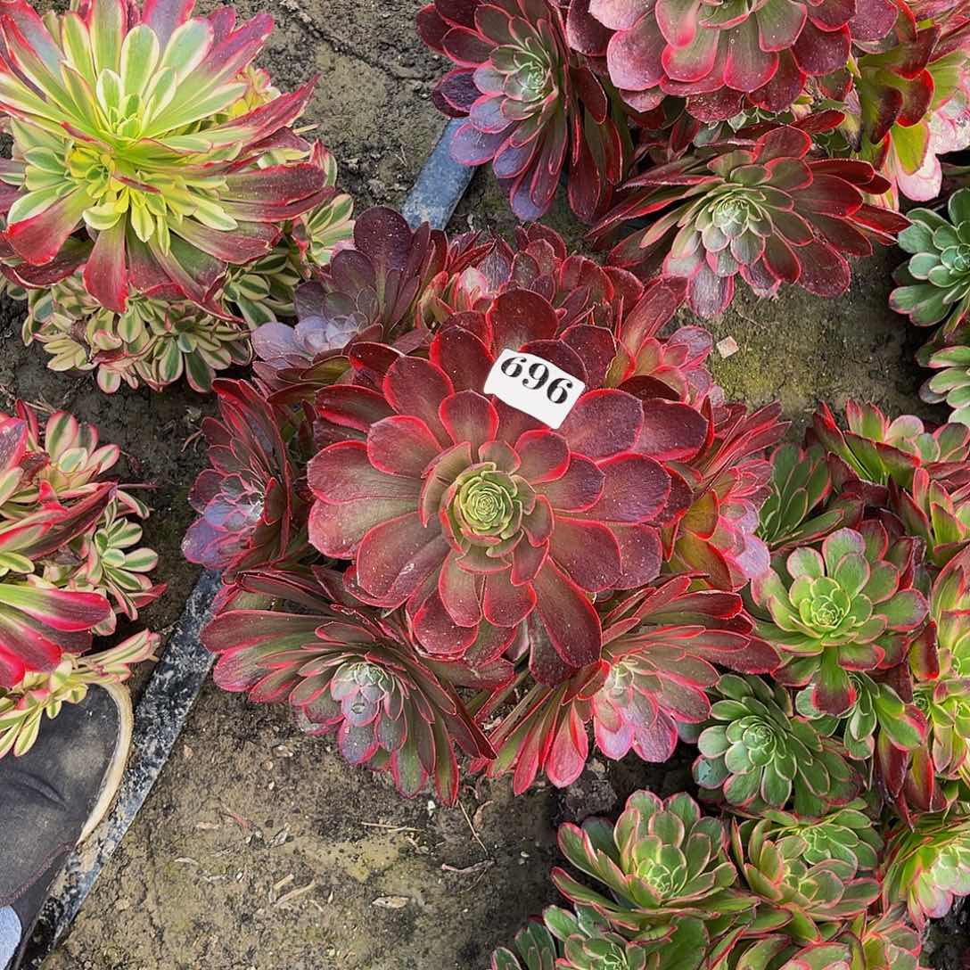 粉花妖法师多肉5-6