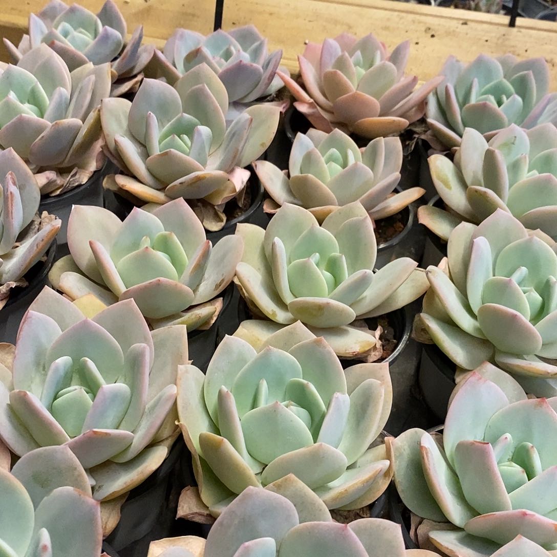 131国版奶茶单头 福利多多