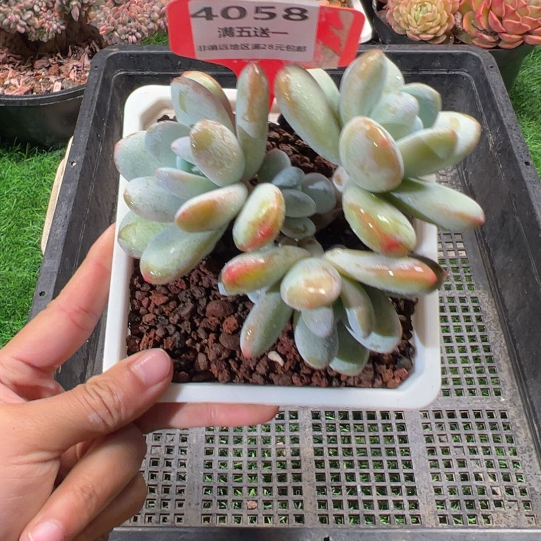 表妹精品多肉4058.