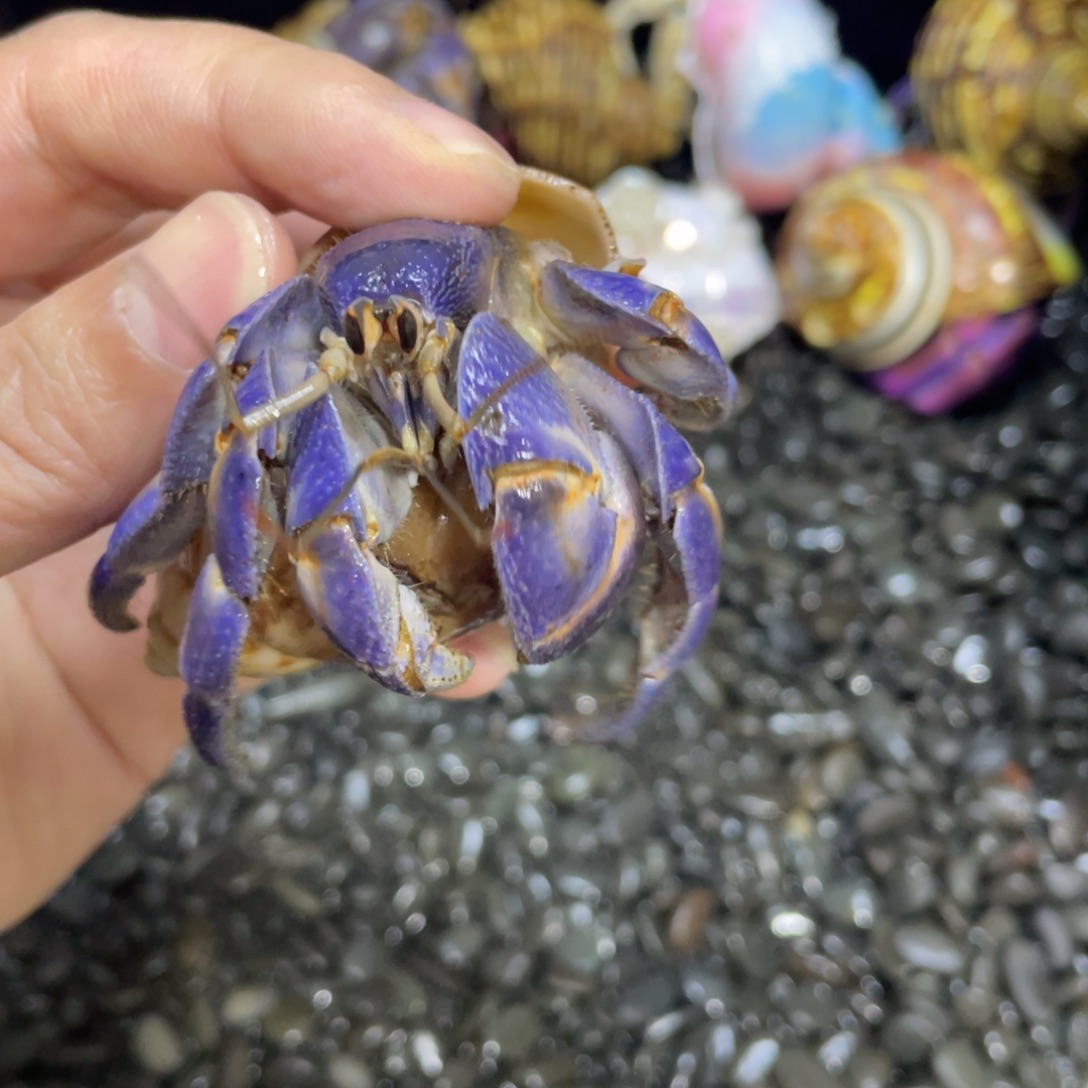 寄居蟹寄居蟹寄居蟹