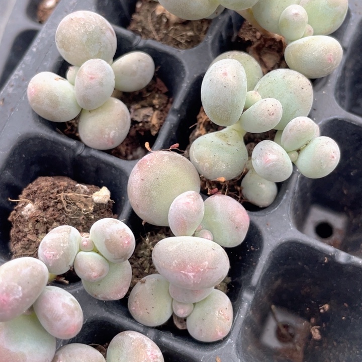 彩虹奶双头随机发满18包邮