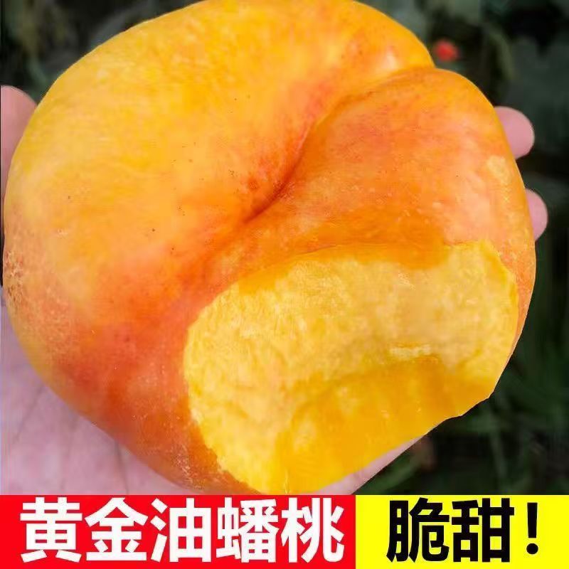 【正宗彩虹油蟠9号】纯甜无酸 拍3斤送1. 5斤自家果园 现摘现发 限量100单！京津冀河北省