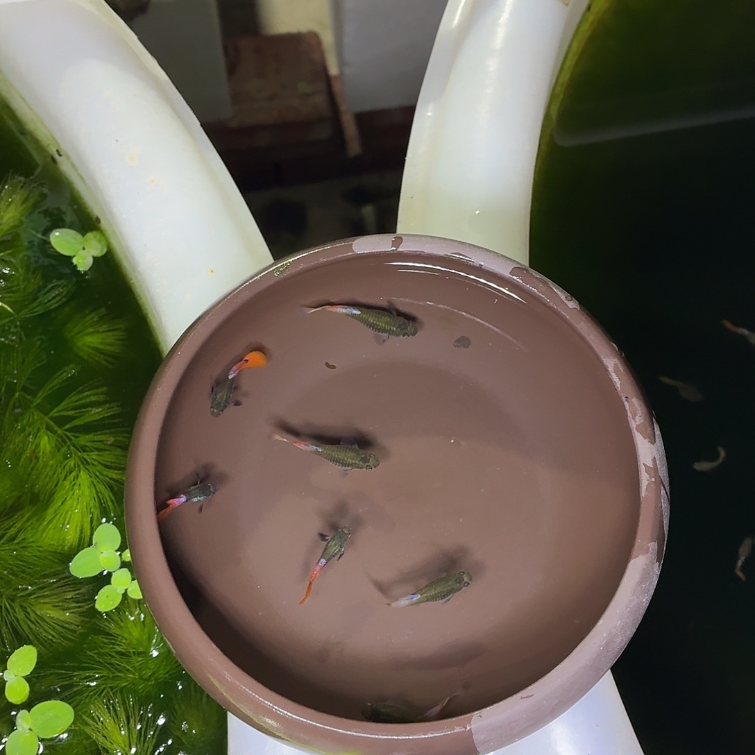 孔雀鱼白金红尾七条