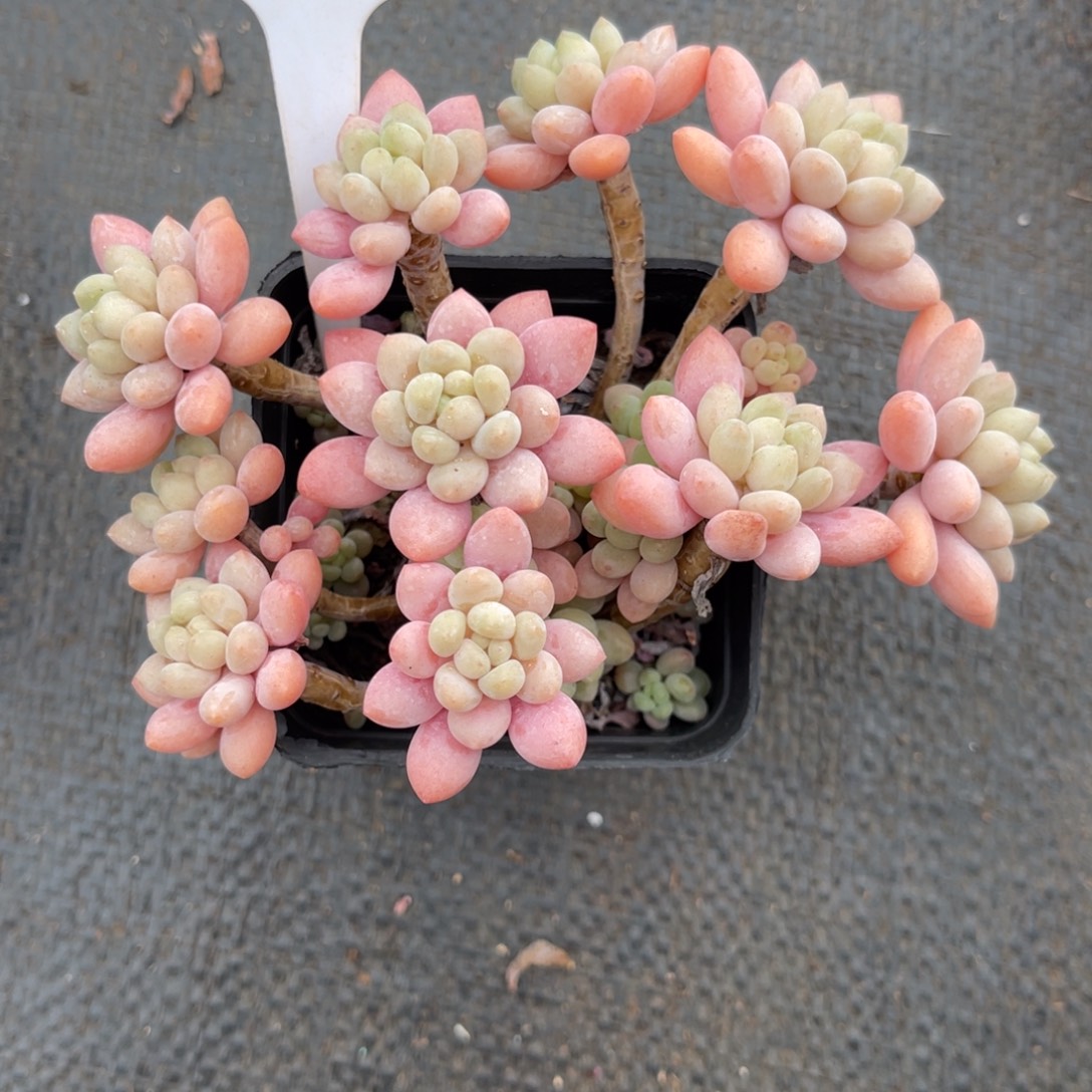 云尘多肉一物一拍1132，